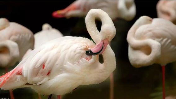 A'Famosa Safari Wonderland