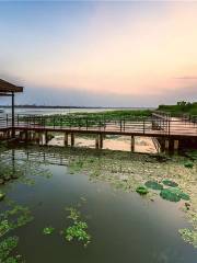 Yangcheng Lake Lotus Island