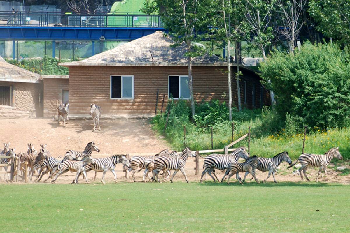 大連森林動物園のおすすめ観光ルート