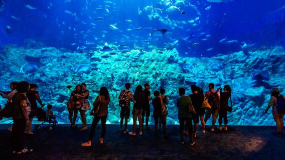 香港海洋公園一日遊【包車上門接，直達香港海洋公園，不含門票】