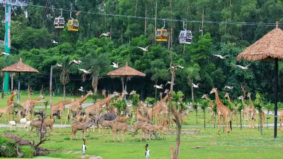 廣州私人導覽一日遊 長隆野生動物世界