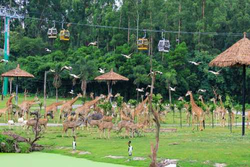 廣州長隆野生動物世界門票(港澳台及海外遊客專享)