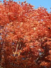 紅葉嶺森林公園