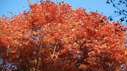 紅葉嶺森林公園