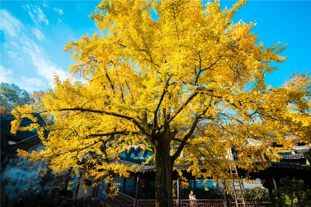 Ginkgo Viewing in Wuxi