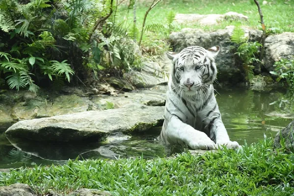 4_Cebu Safari and Adventure Park