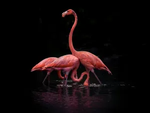 Ningbo Wildlife Park