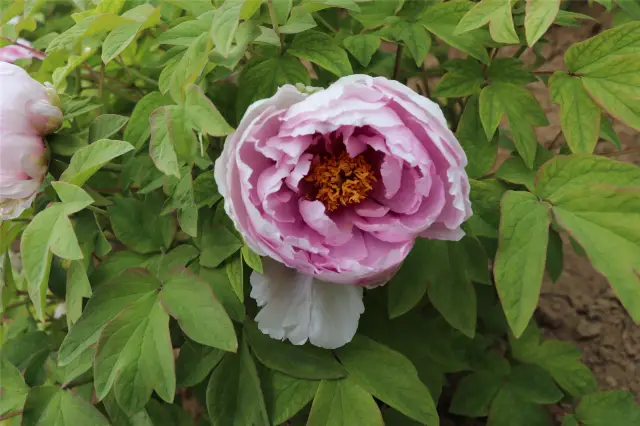 Peony Viewing in Heze