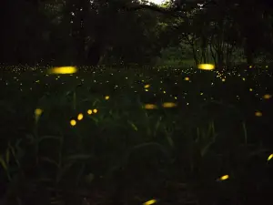 Fireflies Tour in Cherating