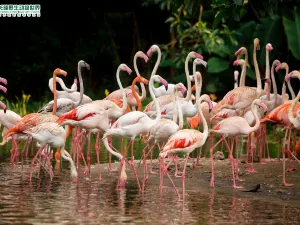 Chimelong Safari Park