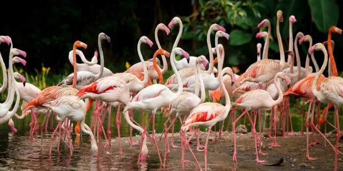 Chimelong Safari Park image 1