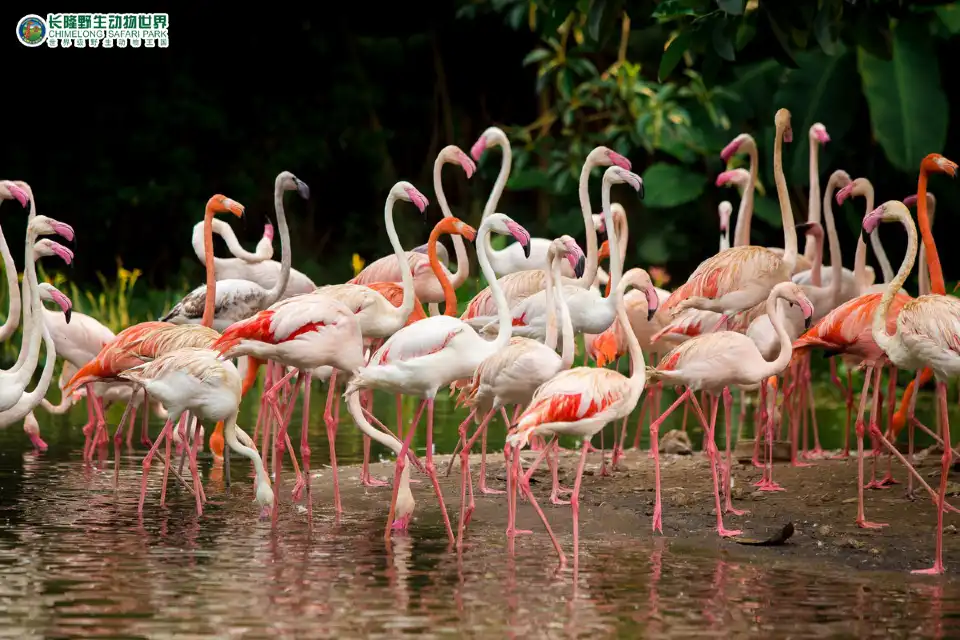 2_Chimelong Safari Park