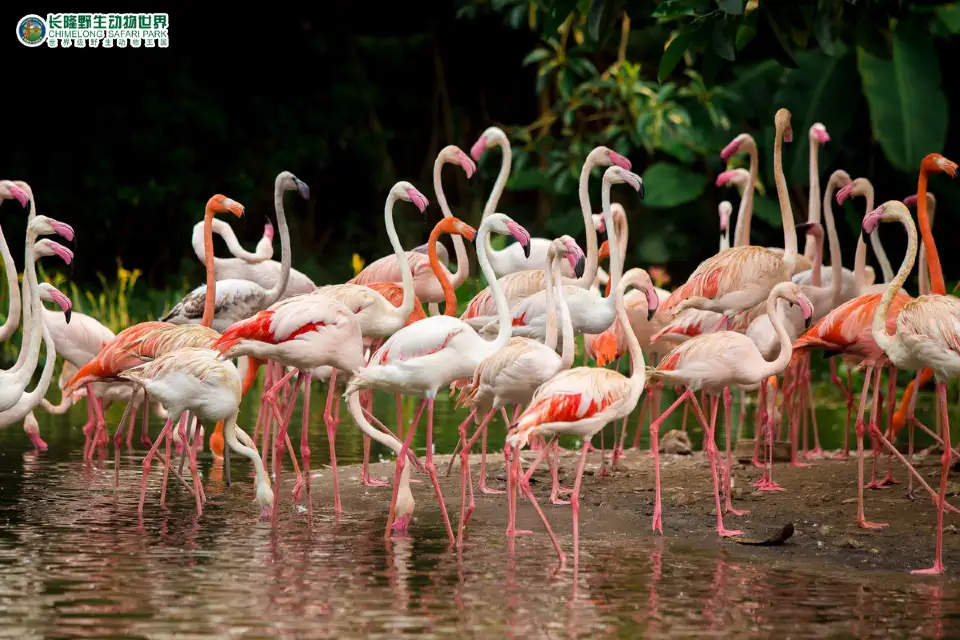 2_Chimelong Safari Park