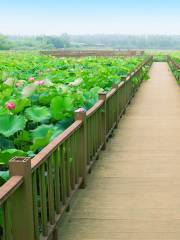 洪澤湖濕地公園-荷花大觀園