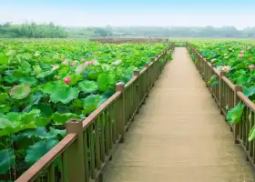 洪澤湖濕地公園-荷花大觀園