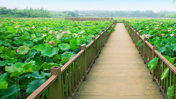 Lotus Grand View Garden