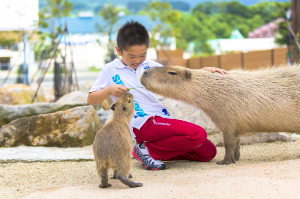 Capybara Petting Zoo in Michigan