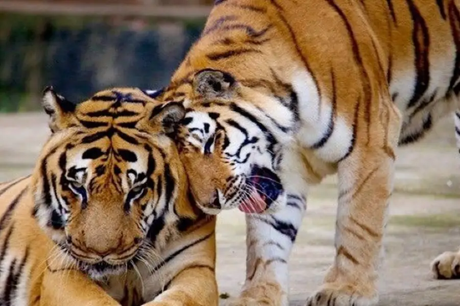 Three Gorges Forest Wild Animal World