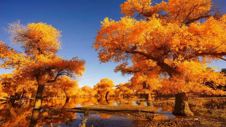 5_Ejina Populus Euphratica Tourist Area