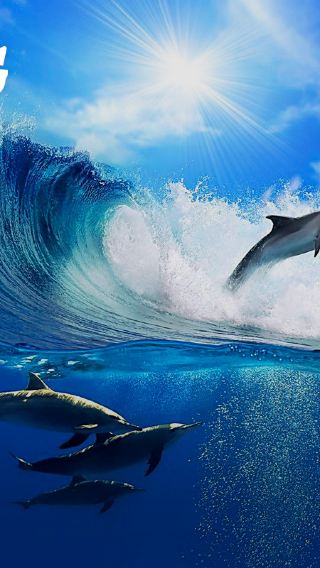 Sydney Port Stephens Day Tour - Sandboarding, Dolphin Watching, No Tips