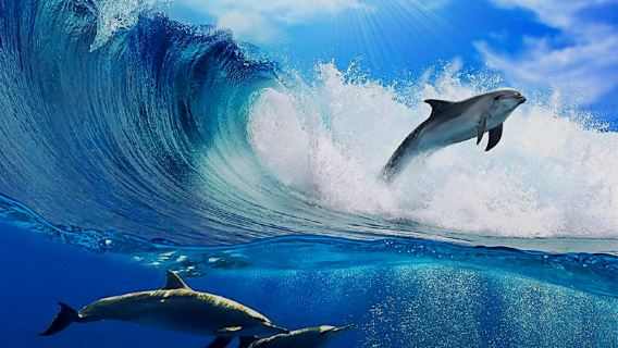 Sydney Port Stephens one-day tour Sandboarding Chasing Dolphins Koala Park Lunch Included No Gratuities Free Drinking Water