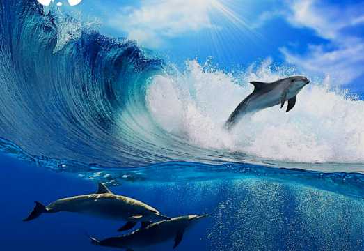 Sydney Port Stephens Day Tour - Sandboarding, Dolphin Watching, No Tips AUD 197.53