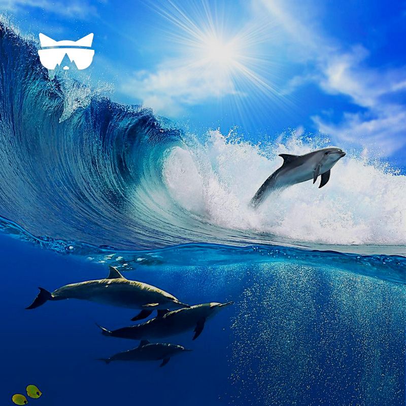 ทัวร์ 1 วัน ซิดนีย์ไปยังพอร์ตสตีเฟนส์ - รวมกิจกรรมสไลด์ทรายสุดตื่นเต้น/ล่าฝูงโลมา/รวมอาหารกลางวัน/ไม่มีค่าทิป