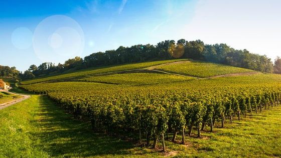 Bordeaux Organic & Biodynamic Wine Experience Private Tour