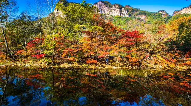 Maple Leaf Viewing in Dandong