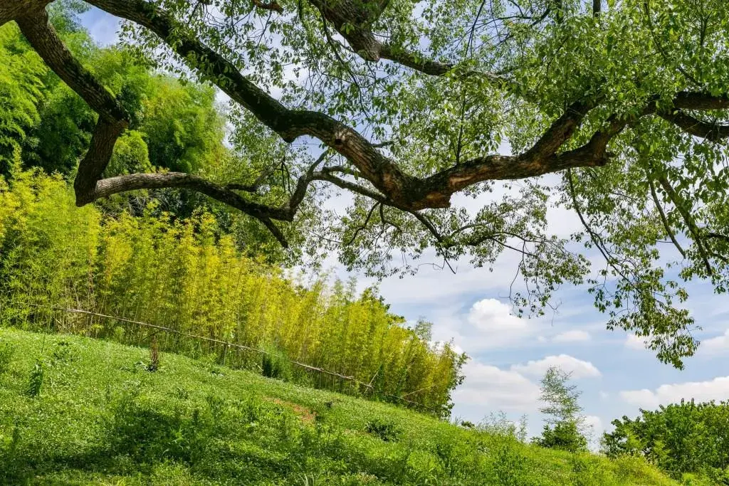 4_良渚古城遺址公園