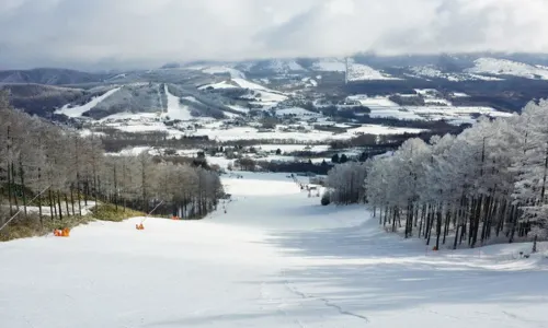 Sugadaira Kogen Pine Beak