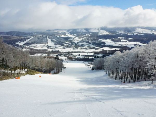 Sugadaira Kogen Pine Beak