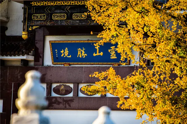 Ginkgo Viewing in Wuxi