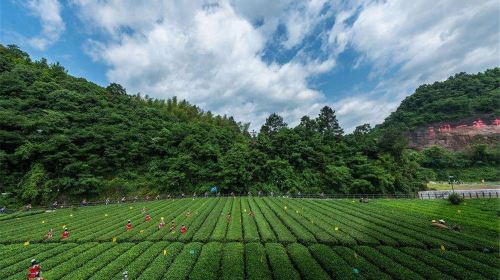 Chenlong Pass Tea-Tourism-Integration Industrial Park