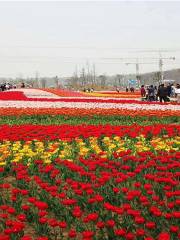 七彩大地花海樂園