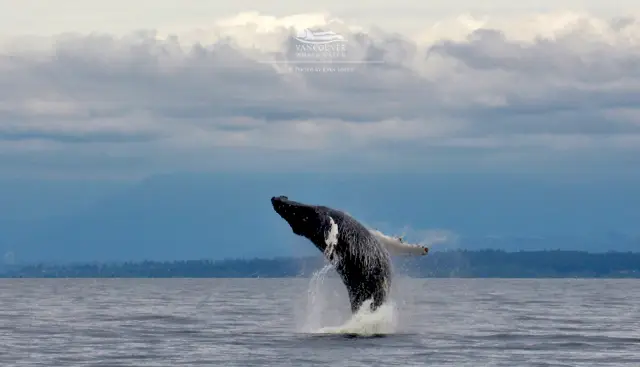 Whale Watching At Sea in Vancouver