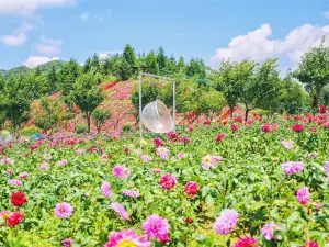 구름 속의 꽃 수도