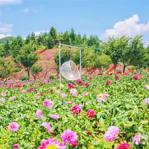 雲中花都