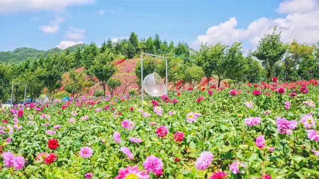 雲中花都