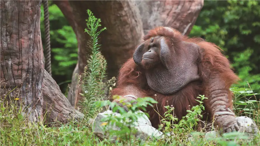 5_Chongqing Zoo