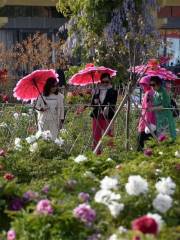 Chinese Peony Garden