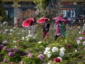 Chinese Peony Garden