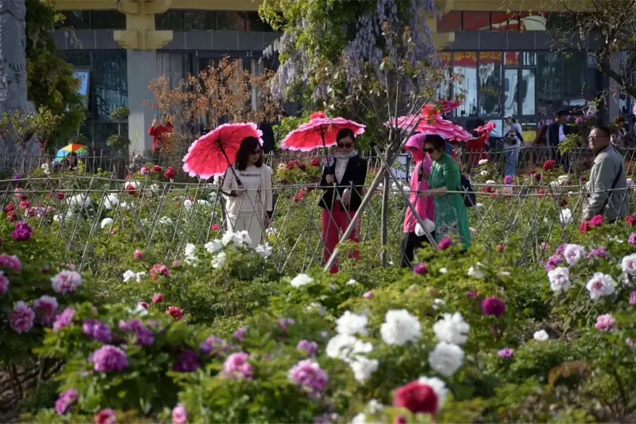 Chinese Peony Garden