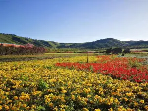 辺麻溝花海