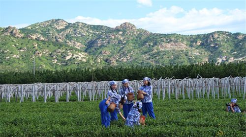 Lvshan Mountain Tea Garden