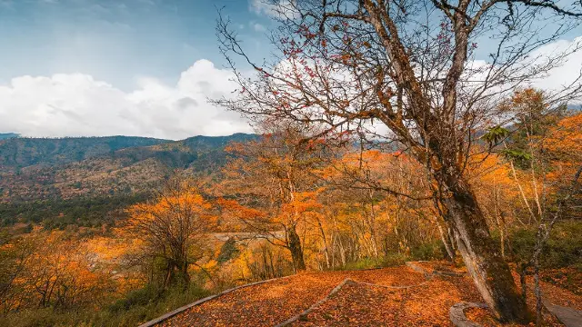 Fall Foliage Sightseeing in Ya'an