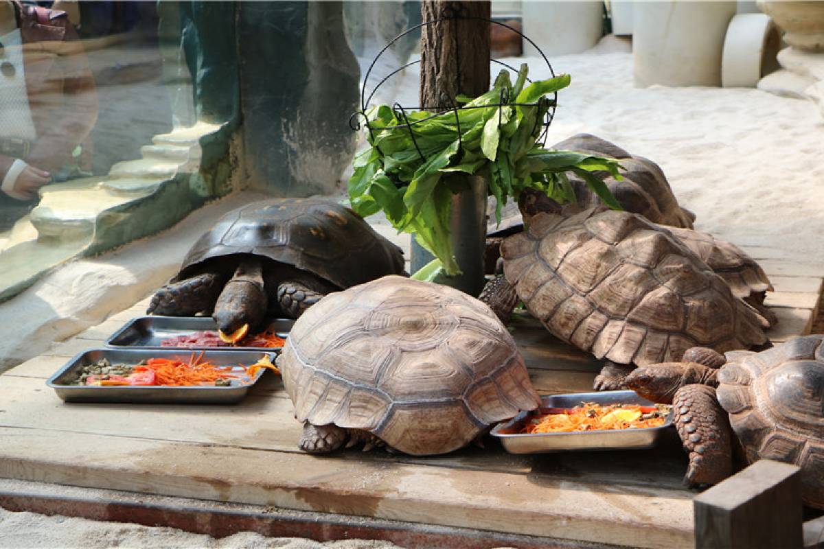 大連森林動物園のおすすめ観光スポット