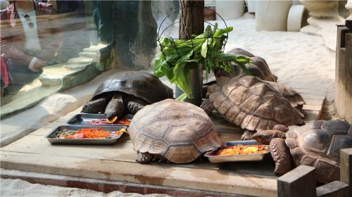 大連森林動物園