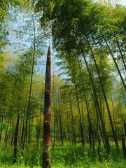 Three Gorges Bamboo Sea