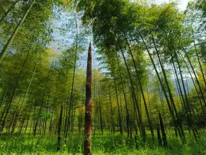 Three Gorges Bamboo Sea